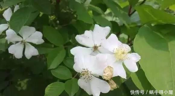 植物|这5种花以后不要买了，很多人被坑了还不知道！