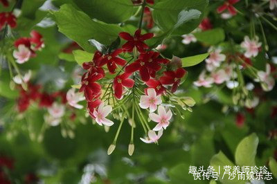 花开很漂亮,既是花卉,也是药,为驱除蛔虫的特效药,了解下