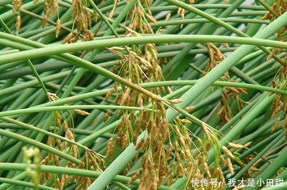 药用价值|农村有一种很平凡的野草，以前用它来点灯，现在的价值不止这些