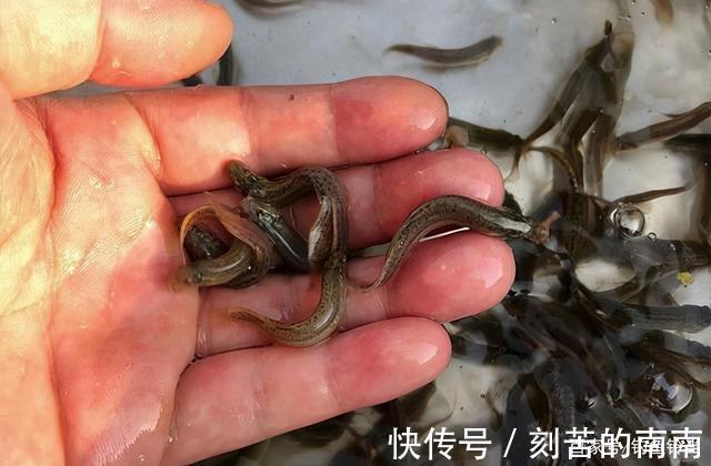 泥鳅钓鱼为什么人人喊打对鱼伤害究竟多大两天钓空一个大水库