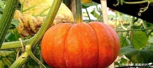 科学|吃南瓜是降糖,还是升糖,不要相信不靠谱的传言,要相信科学