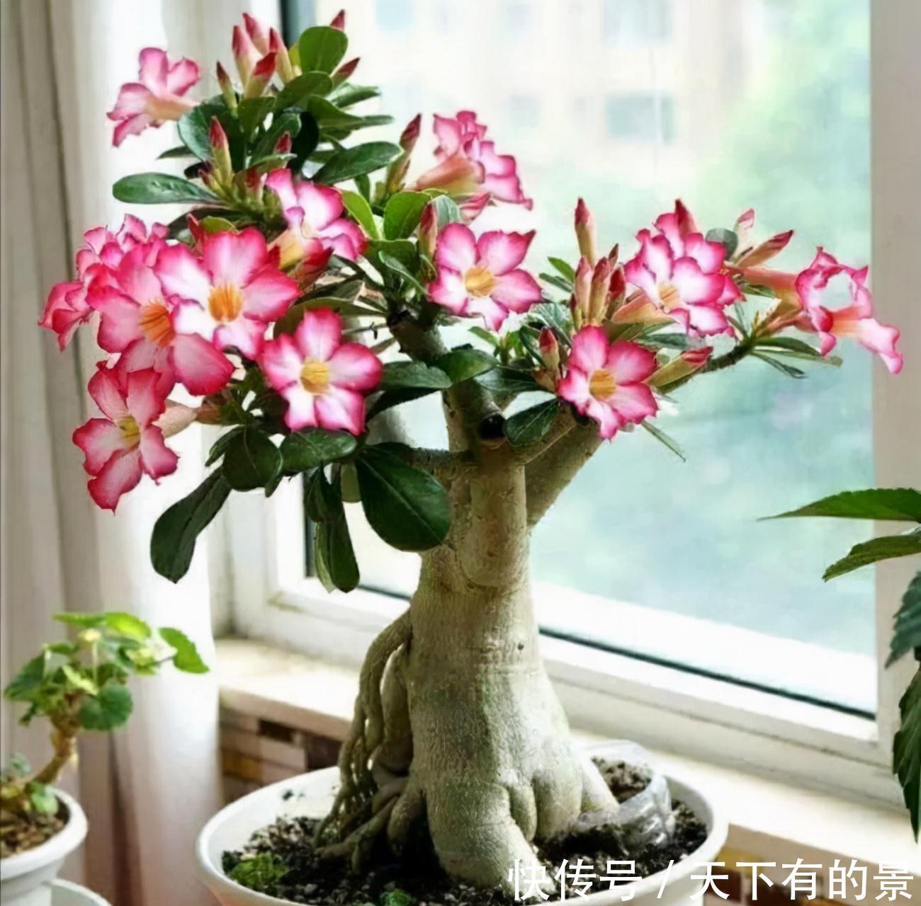 “穷养”5种花,用小花盆栽种,多晒少管更利于生长,又美又值钱