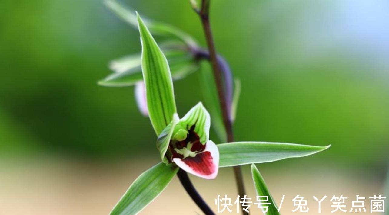 零下20度，“冻不死”的耐寒花，泼辣还好养，开品漂亮，喜庆吉祥