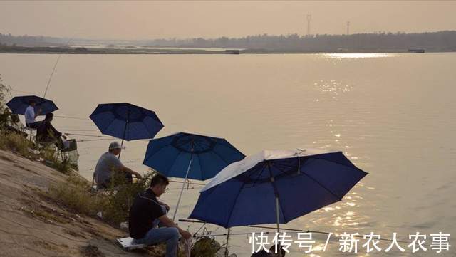 广西邕江边现罕见场景,钓鱼人纷纷打重窝,还带上帐篷和锅碗瓢盆