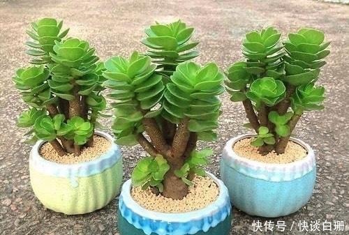 养护|这7款多肉名字金贵,寓意招财纳福,家中养一盆准没错