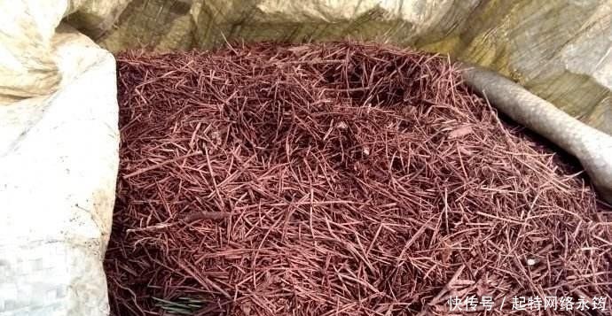 路边捡一把扔到花盆里，土壤肥的流油，根壮不腐烂，3年不用换土