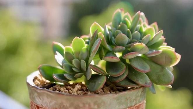 给花草进行卫生大扫除,就用3个方法,干干净净过大年