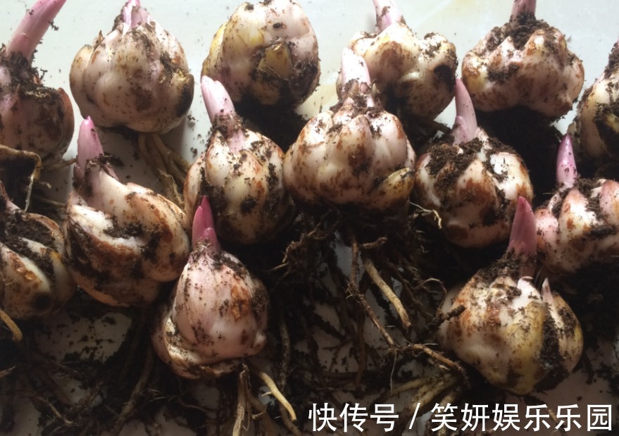 土壤|这款洋葱花天热多栽点,埋土里1个月开花,秋季爆崽,年年复花