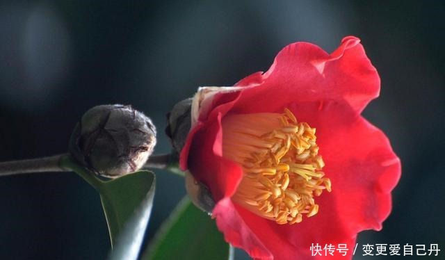 茶花掉花苞的原因,藏在一句“顺口溜”里,古人的经验,值得借鉴!