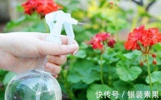 叶绿花|“洗衣粉”养花有奇效1周后,叶绿花大,满屋子飘香,养啥都旺