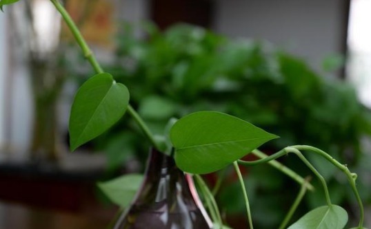 养分|花店老板说往绿萝君子兰盆里塞点它,叶子黑亮,疯狂开花!