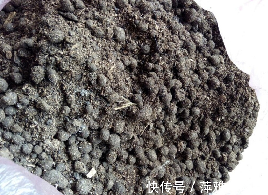 老花匠|学会用松针、羊粪,作为新人小白,养花效果能和老花匠媲美