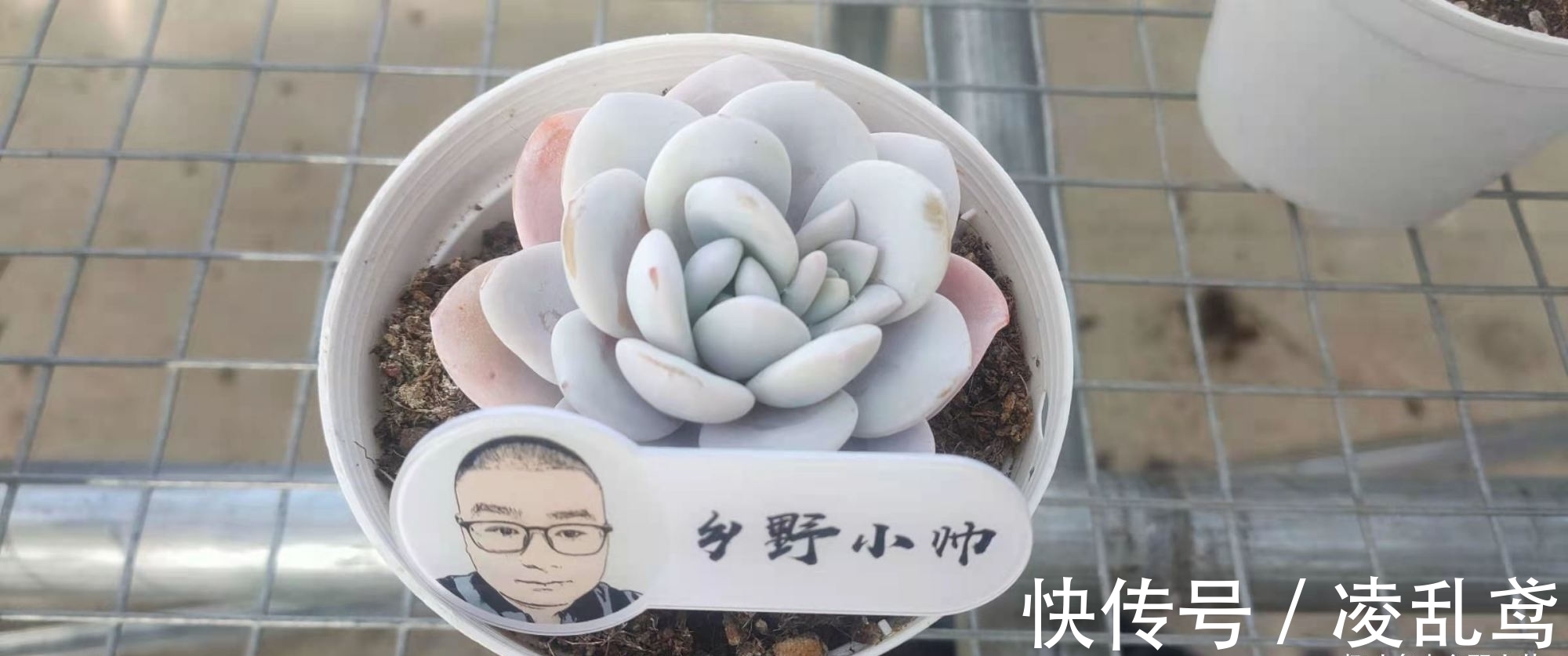 多肉叶插,掌握好这6个关键,成活率99%,你做对了吗?