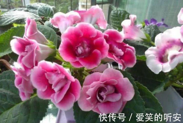 花草|家里养此款花卉,便宜又好养,好养易爆盆,惊艳如花球,美翻了