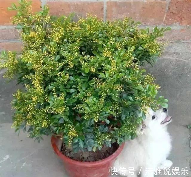 阳台|夏天养花就要养它们,放在阳台狠狠晒,天天开成小花园!