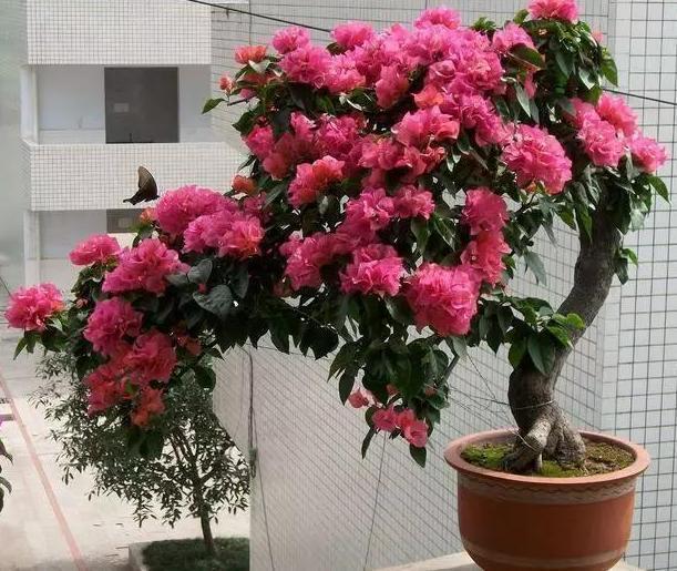 三角梅长势不佳、开花少该怎么办多注意4件事,养护零失误