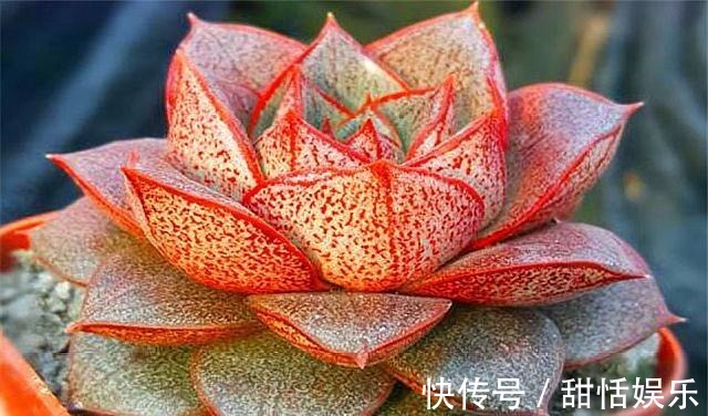 光照|好养又好看的多肉大和锦,学会这“3招”,枝叶茁壮,绚烂多姿