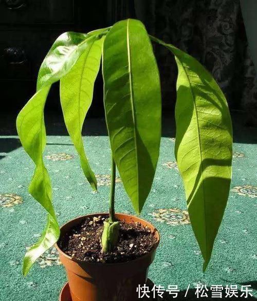 果子|两种水果,吃完籽儿留下,撒盆里,一年长成小盆栽,果子结满了