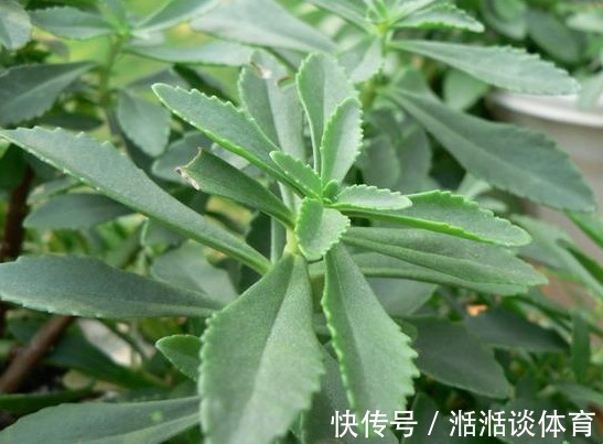 心菜|曾被当野菜吃,钙含量堪比钙片,如今种植亩产超万元,见到别错过