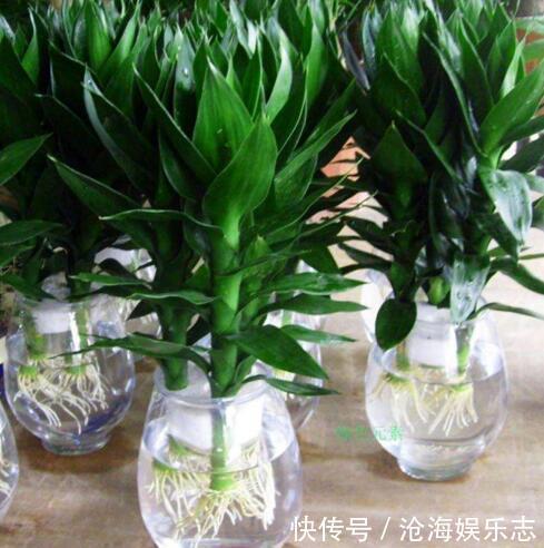 叶片|“5种花”养一盆在家,旺人又旺财,一开就是300多天,好养、漂亮