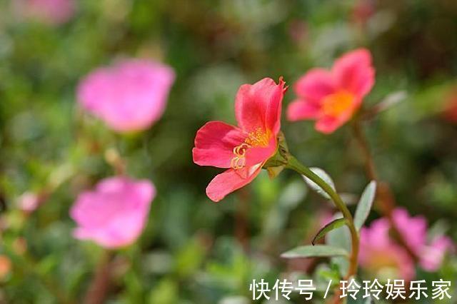 阳台上|夏天养什么花不怕高温是首选，这3种花正符合心意花量也大