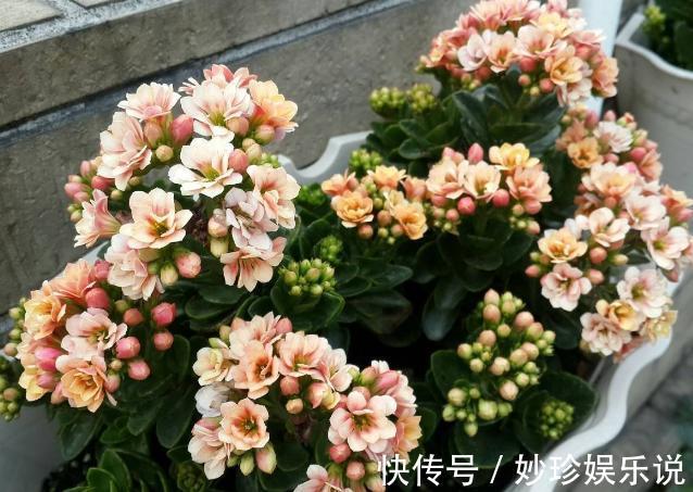 植物|修剪吊兰、发财树、长寿花，就参照割韭菜，半个月一茬刚好！