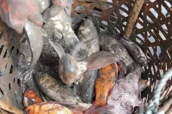 快过年了,客家农村“旱鱼塘”,你还记得吗?