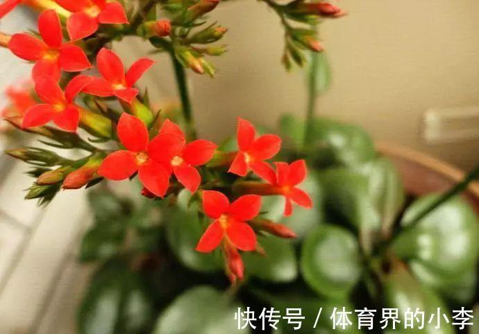 长寿花这样伺候，健康又长寿，开完一茬又一茬