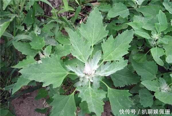 农村才有的三种野菜,功效很多,城里人吃不着