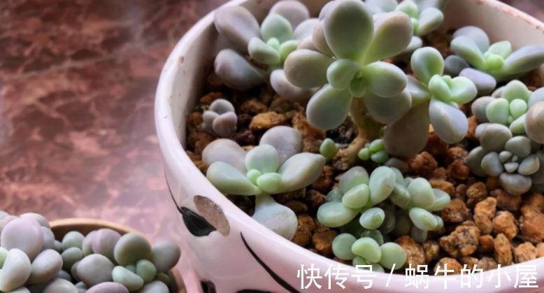 多肉|有些人多肉养不好，却该怪自己“太勤快”，有你吗？