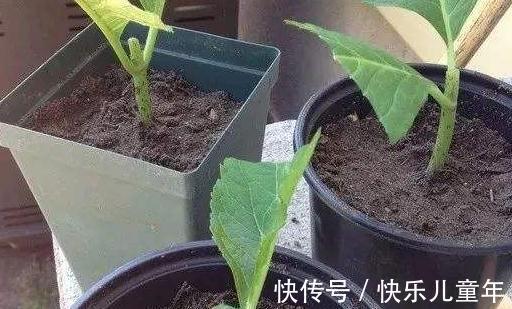 扦插枝条生根慢，教你3招小技巧，生根快根系又粗又壮