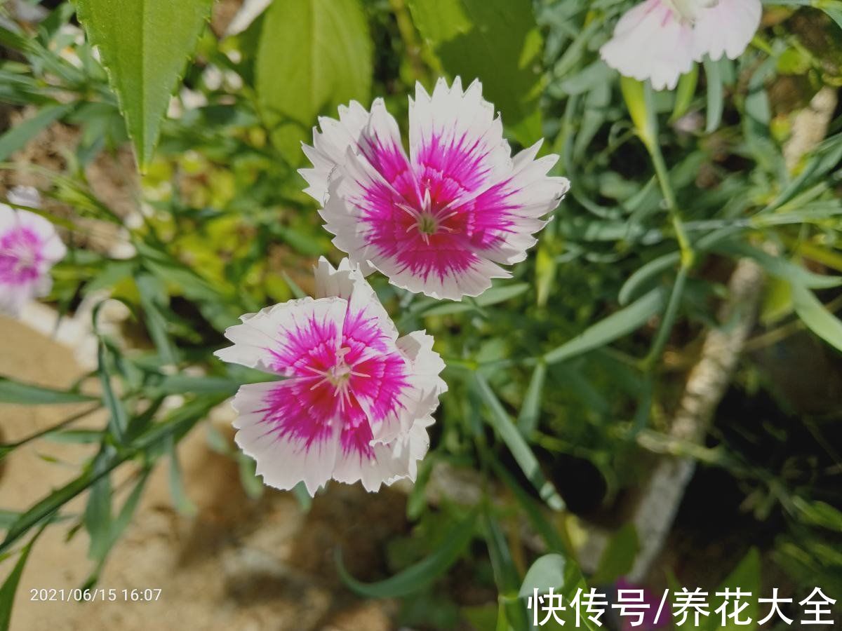 花期|冬天就养这4种花，从冬一直开到夏，好养又漂亮人见人爱