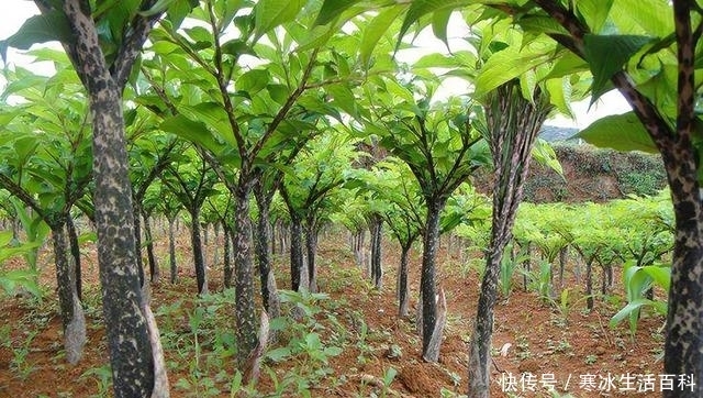 美食|它是国内传统美食,却全株含毒,如今更是网红美食,很多人爱吃