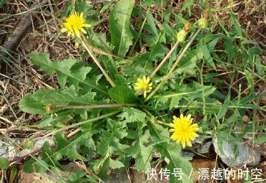 热毒证|蒲公英搭配它泡水喝,早晚各一杯,口臭没了肝也干净,谁喝谁健康