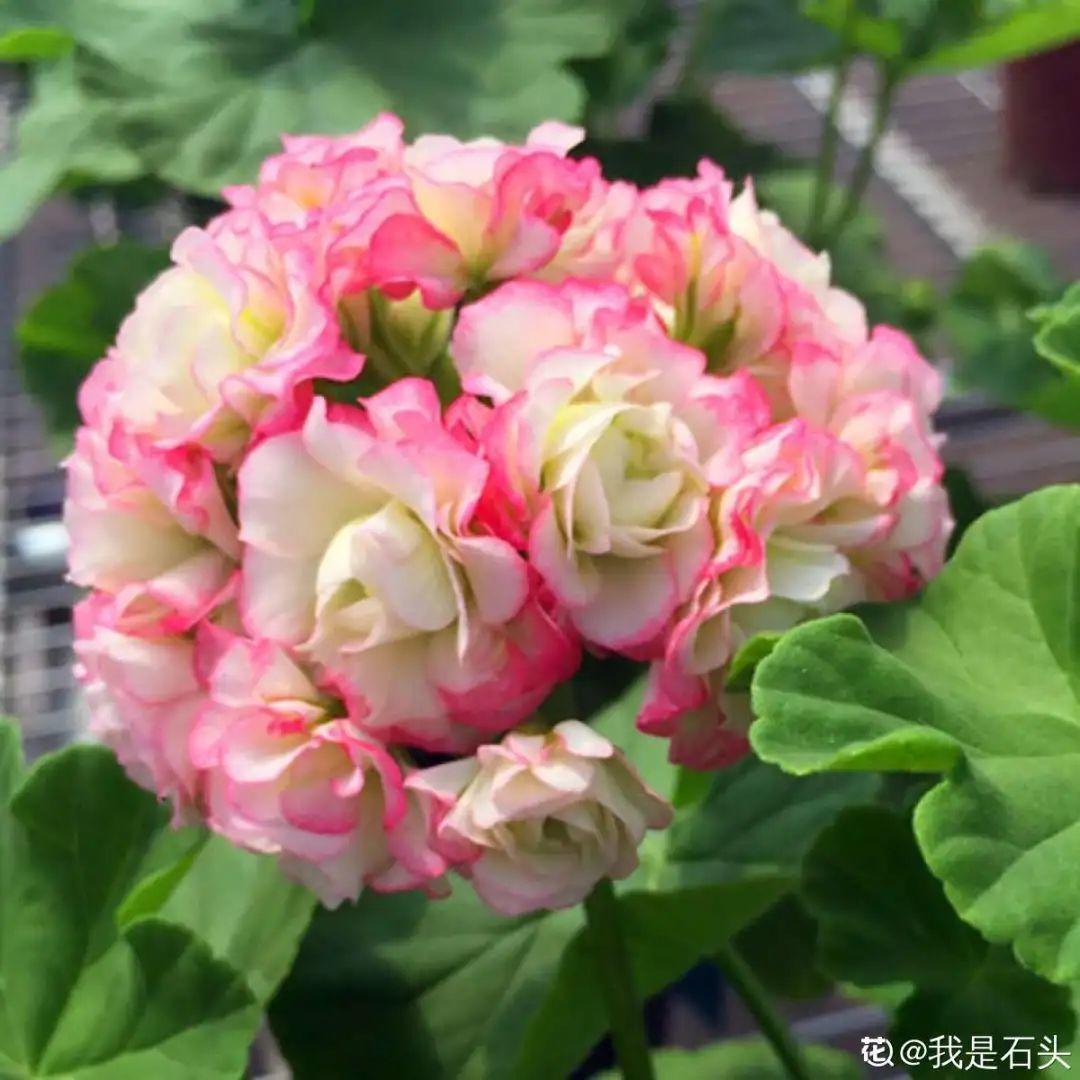 家里养了月季,花后使劲剪,越剪越开花,真省心