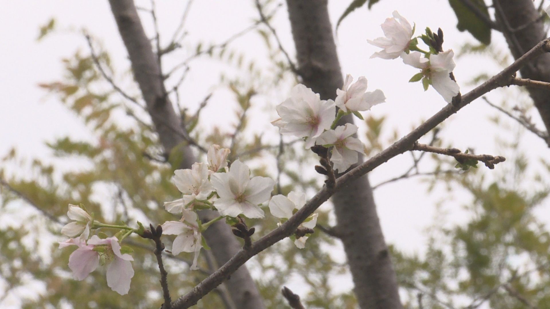 秋季|金秋桂花“相遇”早春樱花与桃花