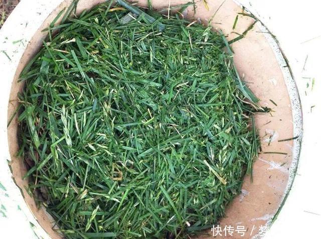 土里拌点它,轻松变成酸性土,养花不黄叶!