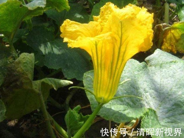 蝈蝈|百岁爷爷推荐农村老辈人的治病良药南瓜花,既抗癌又治乳腺炎