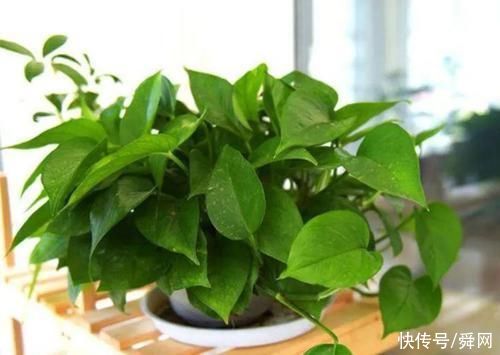 3个地方不要随意摆放绿萝,不是迷信,很重要