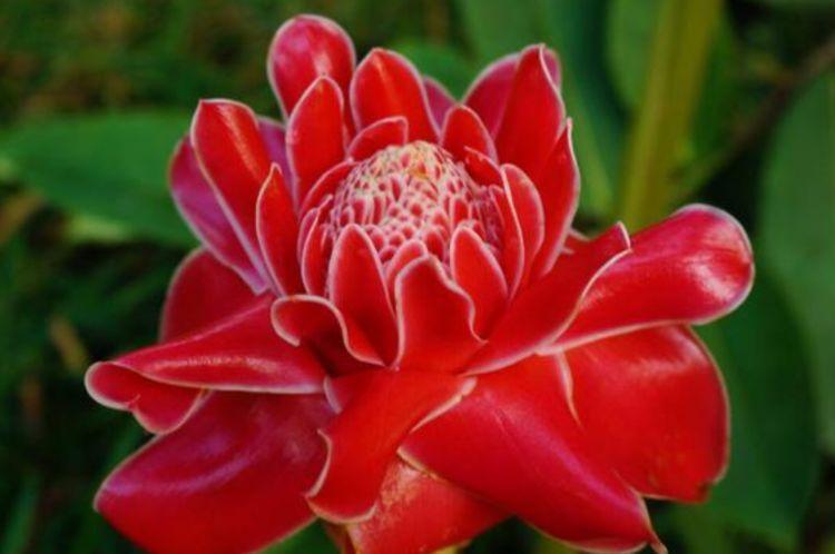 家养此款花卉,开花勤爱爆盆,从年头旺到年尾,红火财运到!