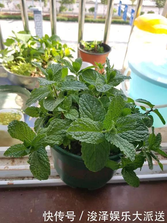 太阳花|咋“折腾”都不死的4种花，越修剪越旺，很难养死