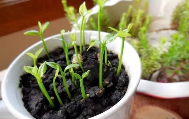 生根|全民养花季,教你6个“养花绝招”,杀害虫促发芽,扦插生根快