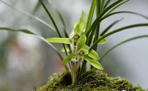 3月份养春兰和蕙兰，护花催芽两不误，有哪些技巧？