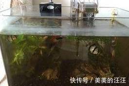 有害物质|鱼缸出现反水现象很快就会死鱼，只有这一措施才能救回鱼命！