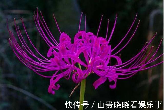 被名字耽误一生的花,好看不敢养,又叫“亡人花”,很美很凄凉