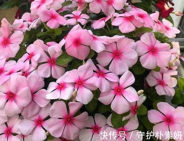 长寿花|4种花养家里，福旺运旺财更旺，美不胜收，你养了吗