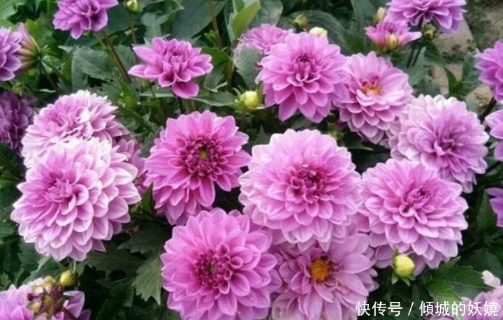 4种花适合新手养,不用费心,开花爆盆很简单,满树都是花朵