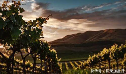 葡萄酒|标注“老藤”的葡萄酒,品质就一定高吗