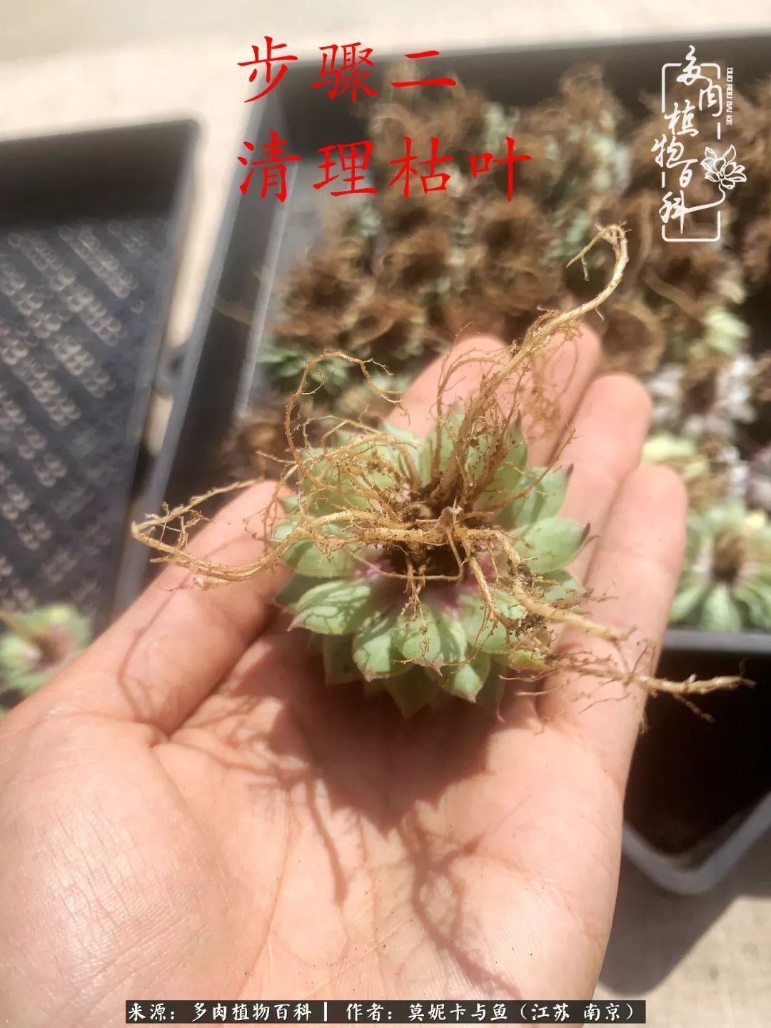 这多肉拼盘这么仙！如何制作达人手把手教你制作长生草拼盘！