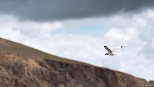 雀愁!飞鸟诗词15首碧空高天任飞翔,远山如画映小窗
